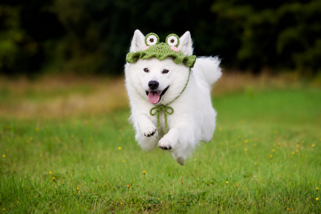 Little Frog Dog Hat Crochet Pattern – Frog Hat for Dogs with Ear Holes, Beginner PDF