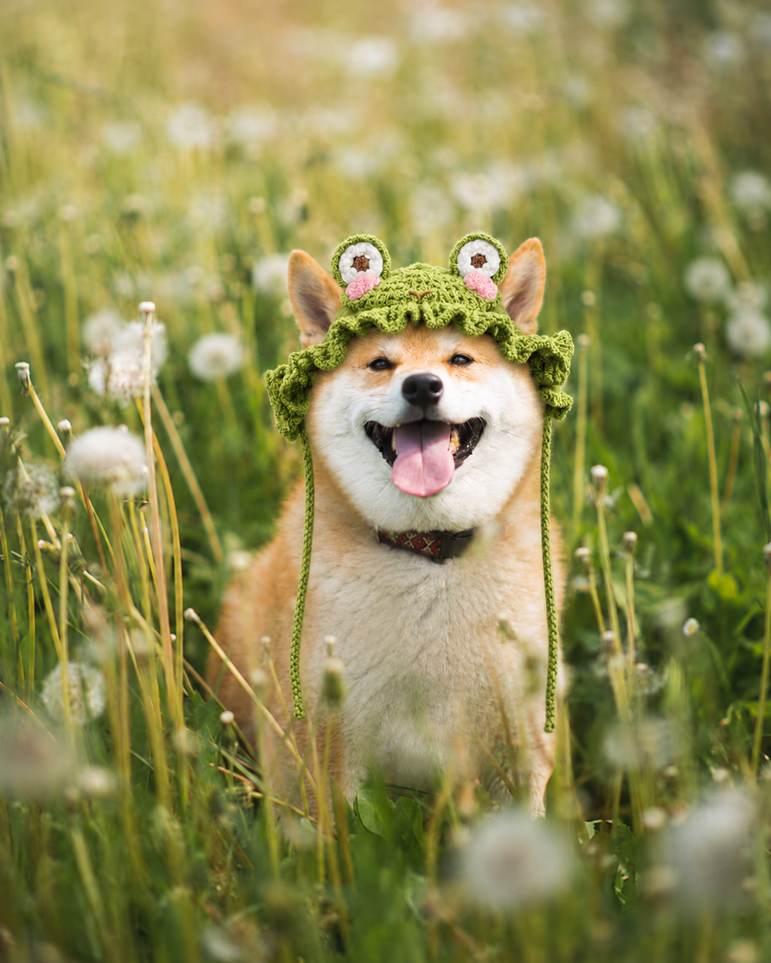 Little Frog Dog Hat Crochet Pattern – Frog Hat for Dogs with Ear Holes, Beginner PDF
